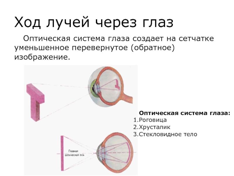 Хрусталик формирует на сетчатке реальное изображение предмета перевернутое уменьшенное изображение