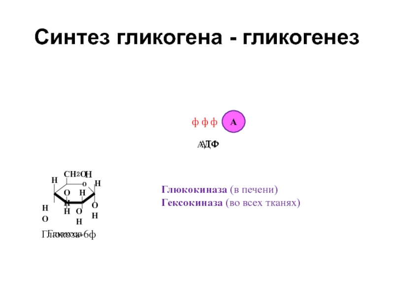 7 синтез. Синтез гликогена гликогенез. Синтез гликогена в печени. Гликогенез и гликогенолиз. Гликогенез биохимия.