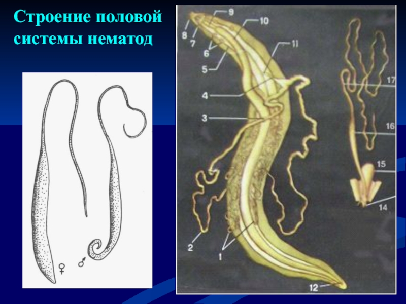 Круглые черви рисунок