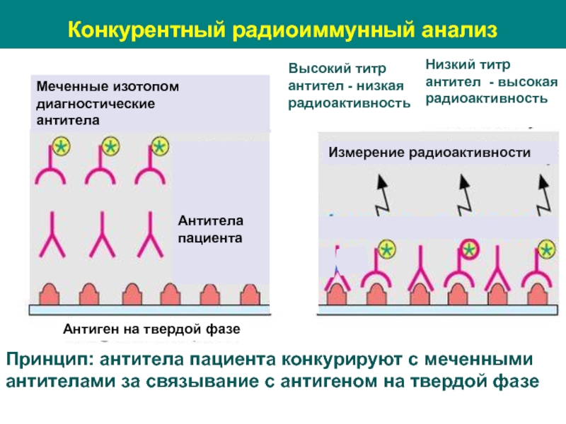 Радиоиммунный анализ схема