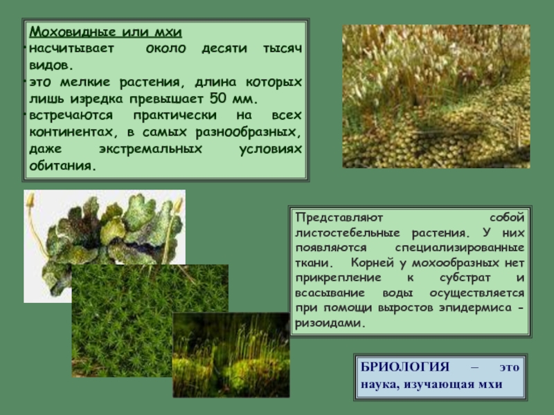 Отдел моховидные презентация 6 класс