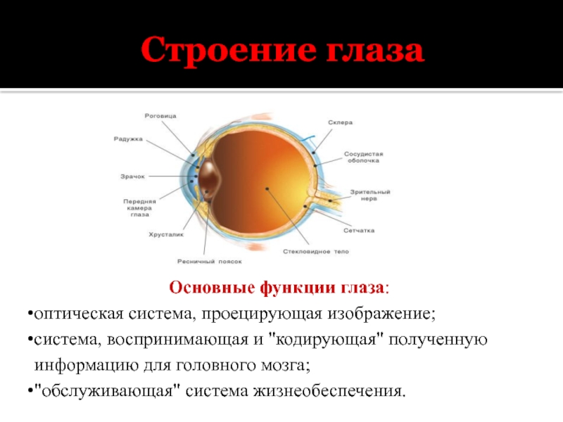 К оптической системе глаза относятся. Функции глаза. Основные функции глаза. Оптическая система глаза функции. Основные функции глаза человека.