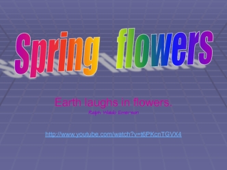 Spring flowers