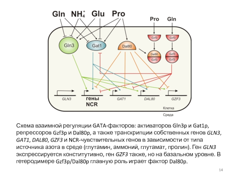 Gln производителя