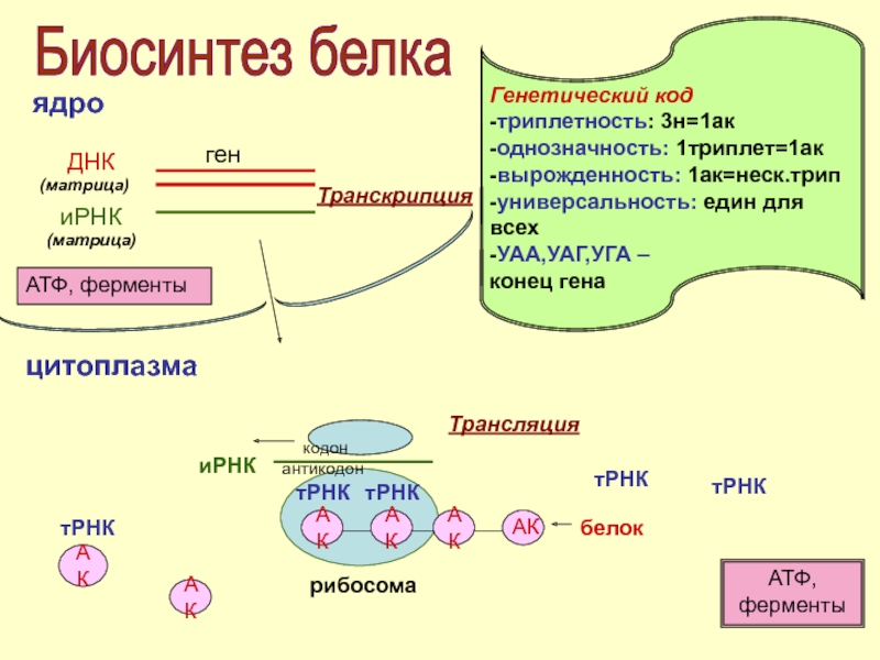 Биосинтез 3 этапа. Общая схема синтеза белка. Схема этапы синтеза белка биохимия.