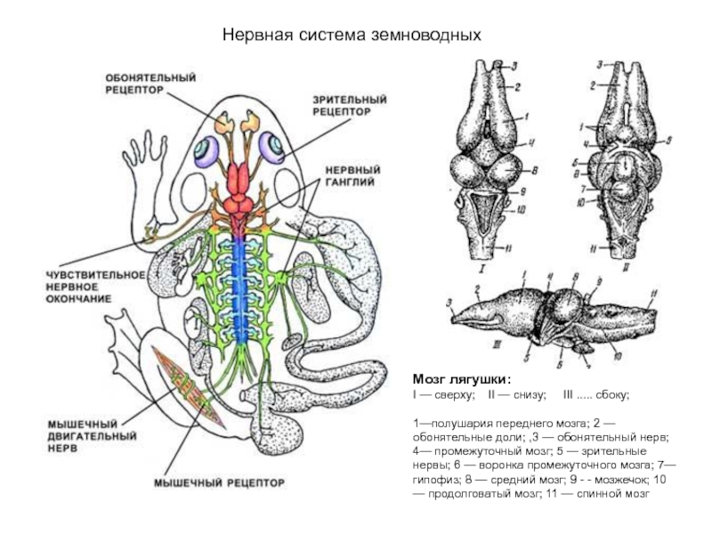 Мозг земноводных схема