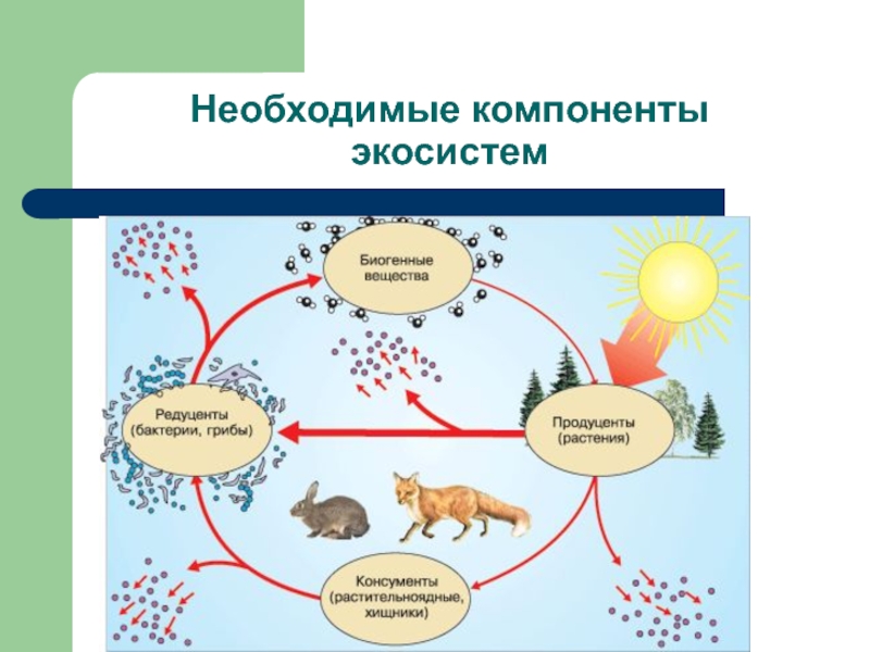 Из каких компонентов состоит экосистема схема