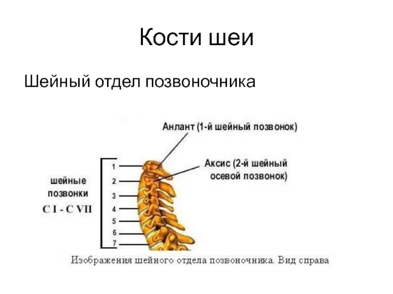 Рисунок шейного отдела позвоночника