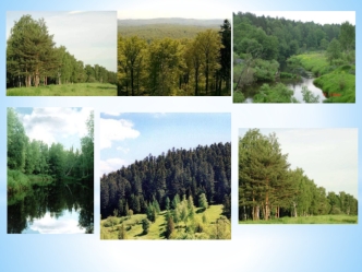 Правовий режим земель лісового фонду