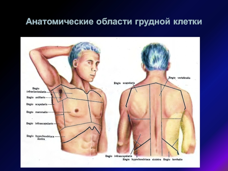 Болит грудная клетка мужчина причины. Болит слева сбоку в области груди. Боль в грудной клетке справа спереди. Болит слева от грудины сбоку. Боль в центре грудной клетки спереди.