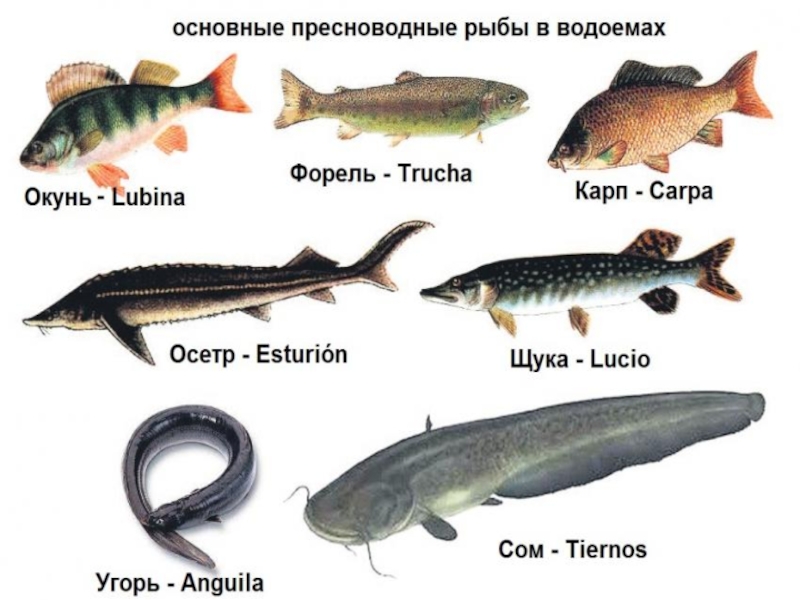 Рыбы пресноводных водоемов