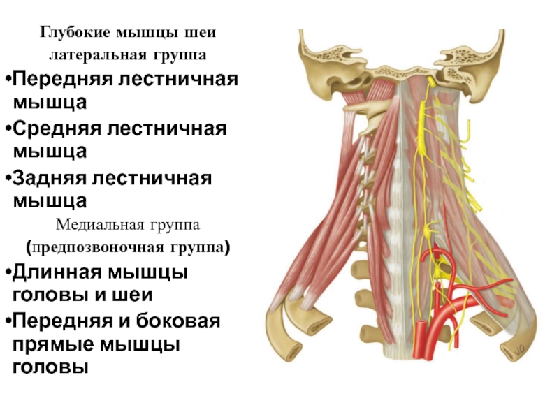 Лестничные мышцы анатомия. Лестничные мышцы мышцы шеи. Лестничные мышцы шеи анатомия. Средняя лестничная мышца анатомия. Глубокие мышцы шеи предпозвоночная группа.