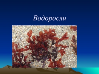 Водоросли