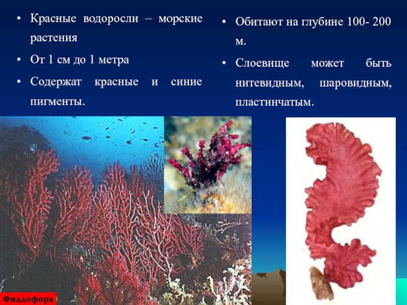 Водоросли распространены. Красные водоросли. Красные водоросли обитают. Многоклеточные красные водоросли. Красные водоросли на глубине.