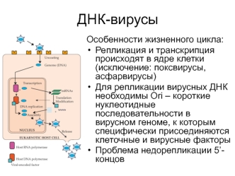 ДНК-вирусы