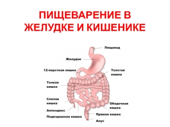 Пищеварение в желудке и кишечнике