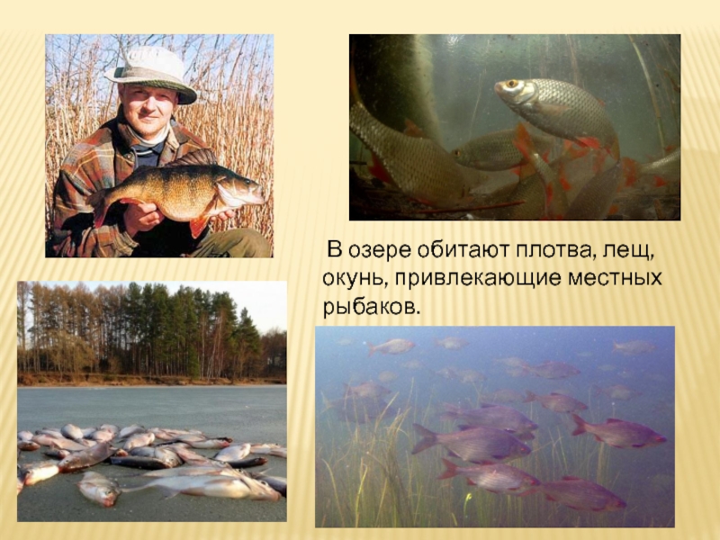 В пруду обитает популяция. Что обитает в озере. Лещ водится в озере ?. Что может опасное водиться в озере. Кто обитает в озёрах Хабаровского края.