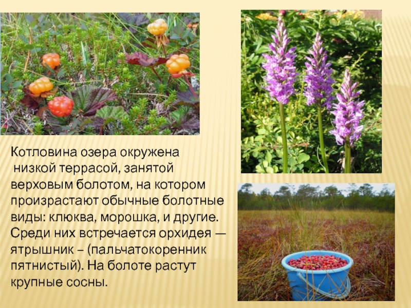 Совокупность определенных видов растений произрастающих на. Растениями цветы Киришского района. Растения Киришского района и их использование.