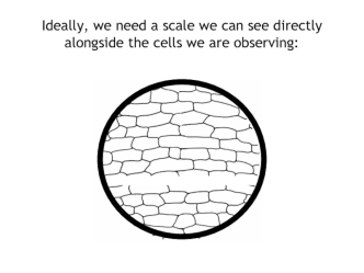 Cell Membrane Fluid Mosaic