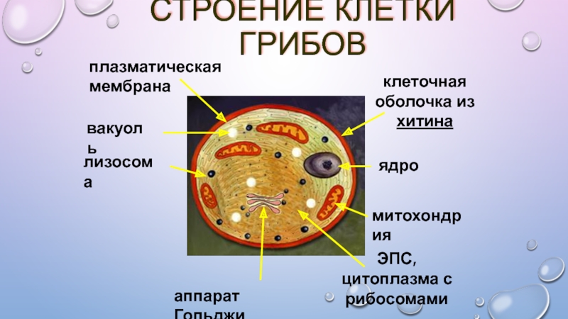 Клеточная стенка из хитина. Строение клетки: клеточная оболочка, ядро, цитоплазма. Мембрана грибной клетки строение. Аппарат Гольджи в грибной клетке. Строение клетки 9 класс лизосомы и рибосомы.