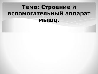 Строение и вспомогательный аппарат мышц