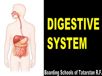 Digestive system