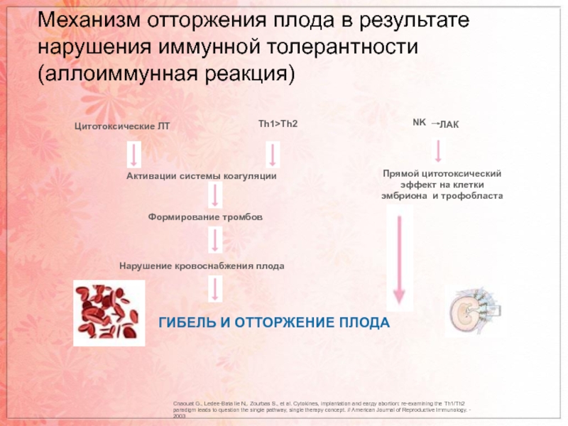 Иммунология беременности презентация