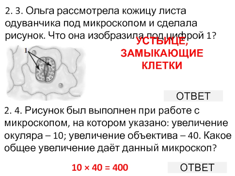 Рассмотри рисунок кожицы листа одуванчика под микроскопом что изображено под цифрой 3