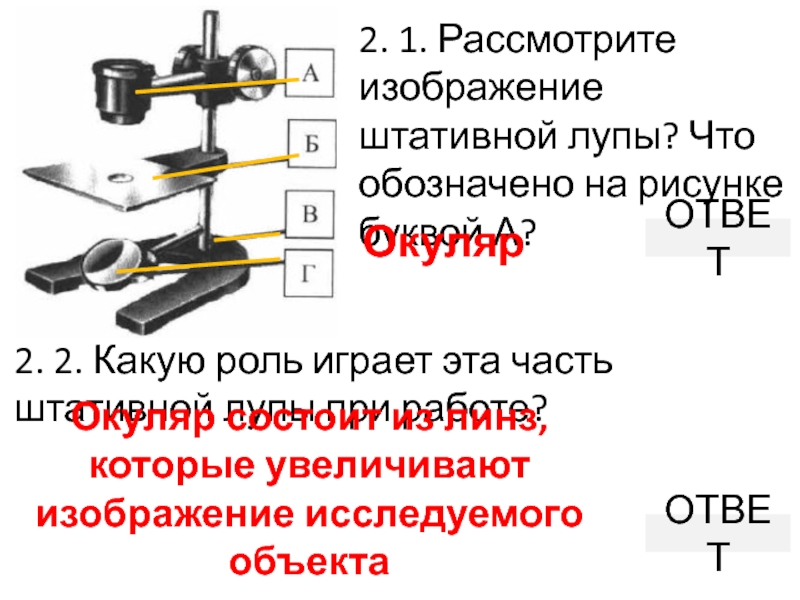 Евгения на уроке изучал устройство штативной лупы и делала соответствующие подписи к рисунку