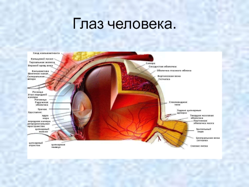 Биология строение глаза человека. Строение глаза. Строение глаза анатомия. Глаз строение глаза. Зрение человека строение глаза.