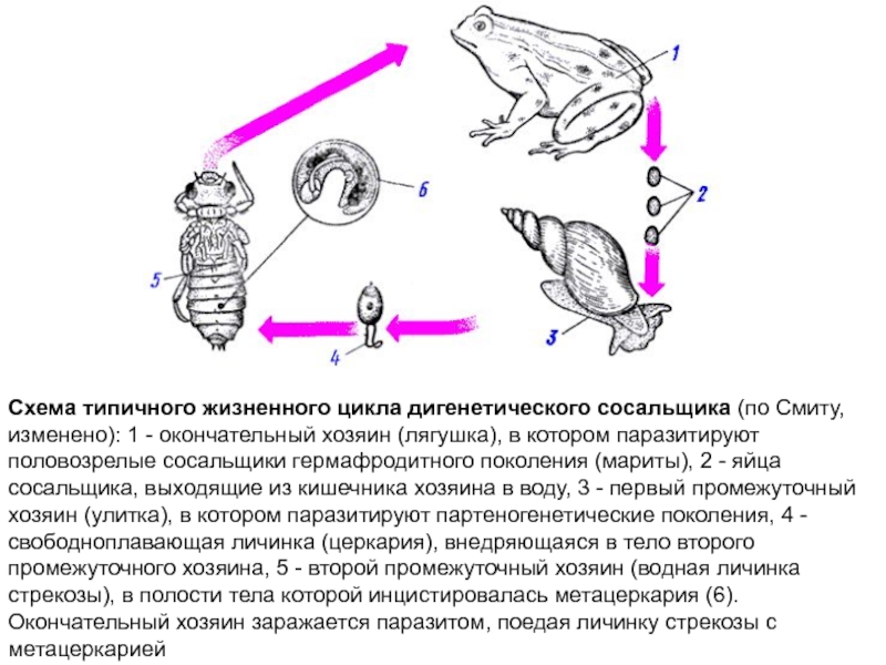 Жизненный цикл сосальщиков схема