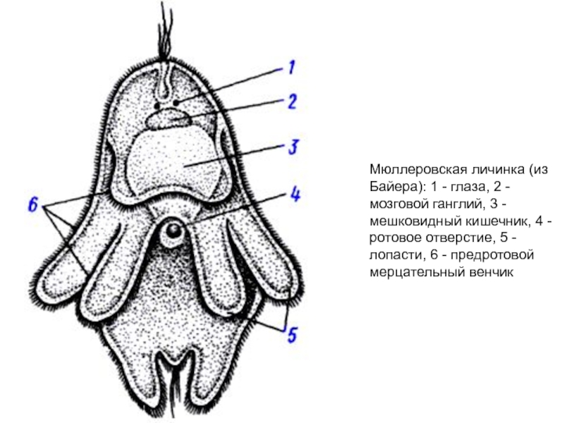 Ротовое отверстие червя. Мюллеровская личинка. Мюллеровская личинка турбеллярий. Личинки плоских червей мюллеровская личинка. Мюллеровская личинка турбеллярий структуры.