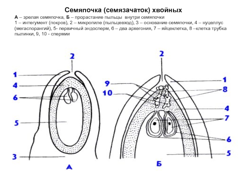 Семяпочка на рисунке