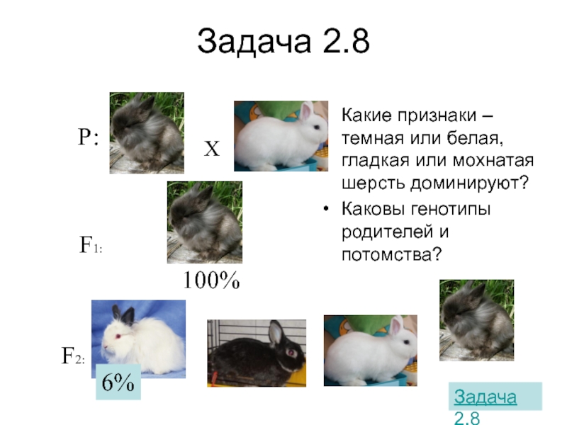 Скрестили белого и черного кроликов определите генотип. Генотипы кроликов по цвету. Какой генотип у кролика с черной гладкой шерстью. Задачи с шерстью. Доминантные признаки у кроликов.