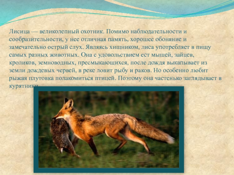Условия обитания лисицы обыкновенной. Рассказ про лису. Доклад о лисе. Доклад про лису. Текст про лису.
