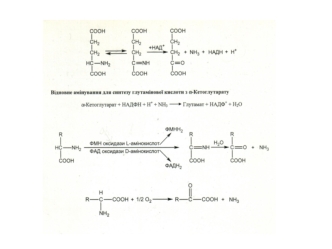 Метаболизм аминокислот