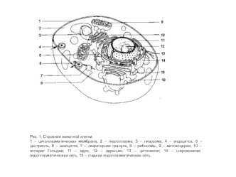 Строение живой клетки