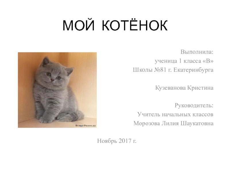 Проект мой кот