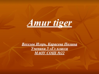 Amur tiger