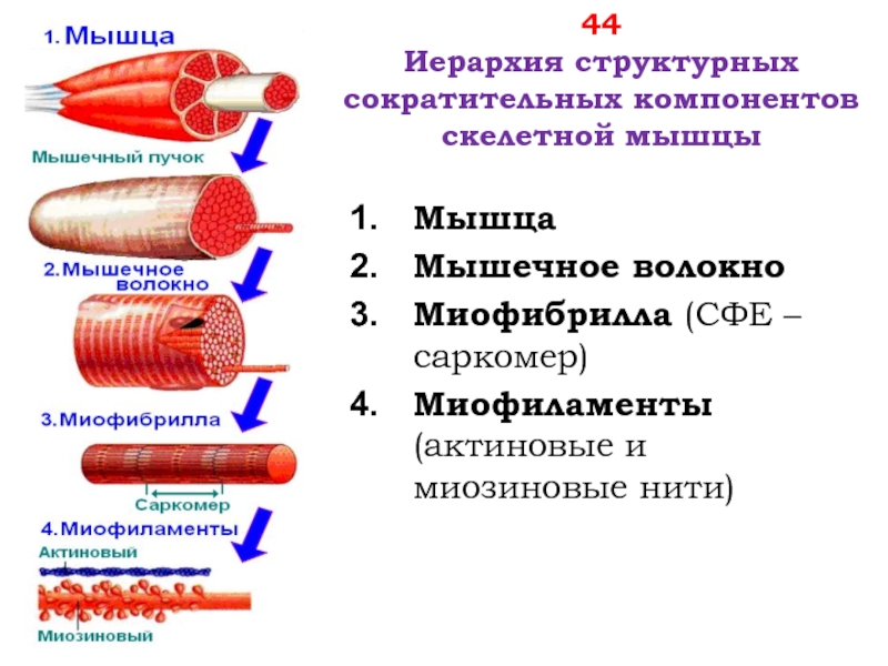 К опорному аппарату мышечного волокна относят