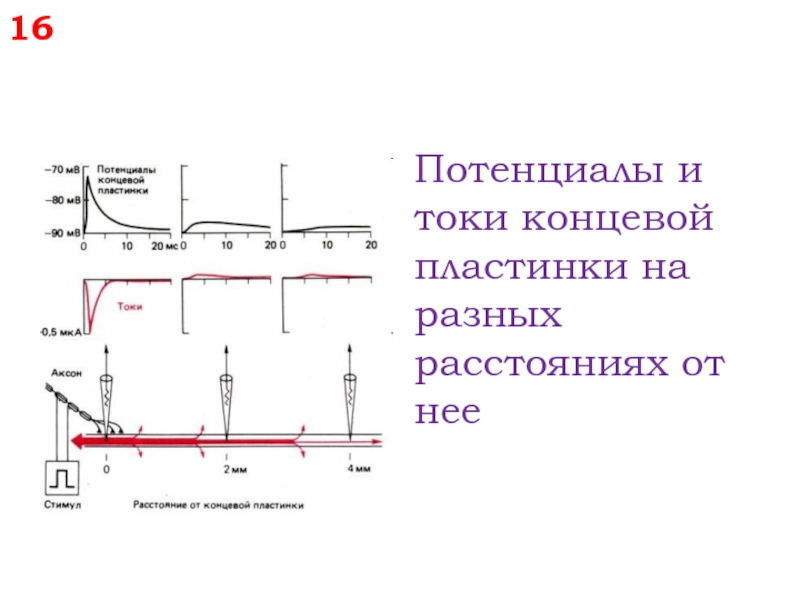 Потенциал концевой пластинки. Электрограмма потенциала концевой пластинки. Потенциал концевой пластинки (ПКП). Миниатюрный потенциал концевой пластинки. Потенциал концевой пластинки график.