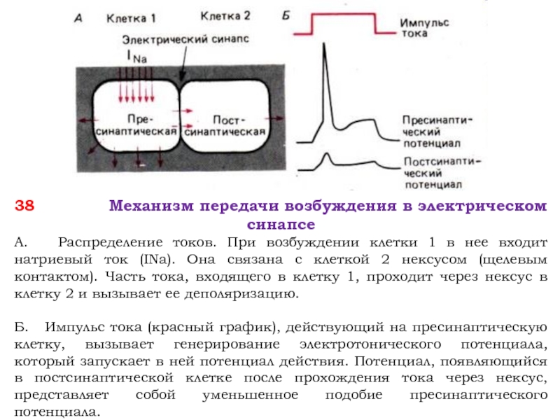 Входящий ток. Механизм передачи возбуждения в электрическом синапсе. Электрический Импульс через синапс. Нексус электрический синапс. Механизм возбуждения клетки.