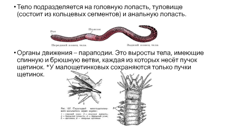 Параподии. Параподий у кольчатых червей. Параподия это у кольчатых червей. Строение кольчатых червей параподии. Параподии у червей.