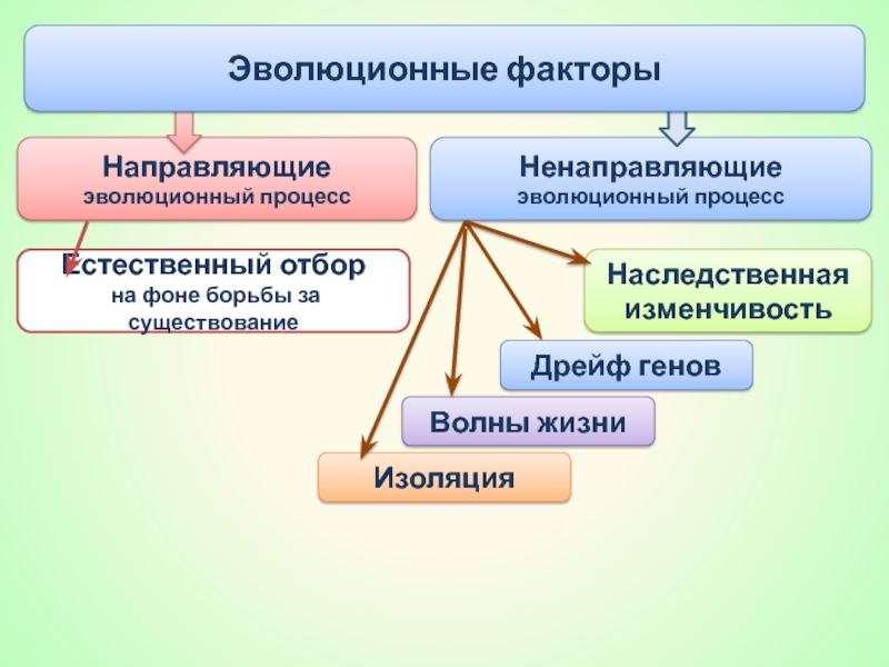 Эволюционные процессы