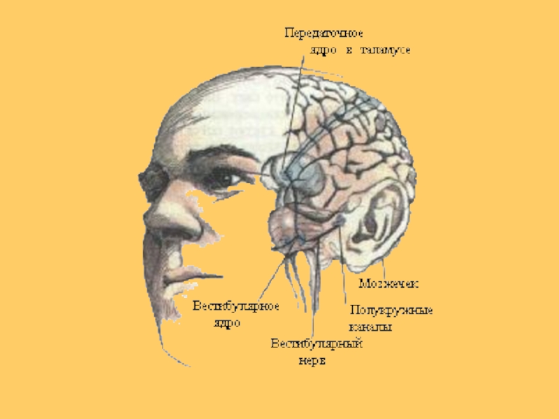 Центр анатомия