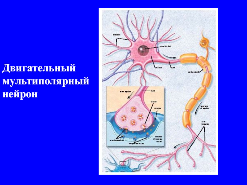 Схема мультиполярного нейрона