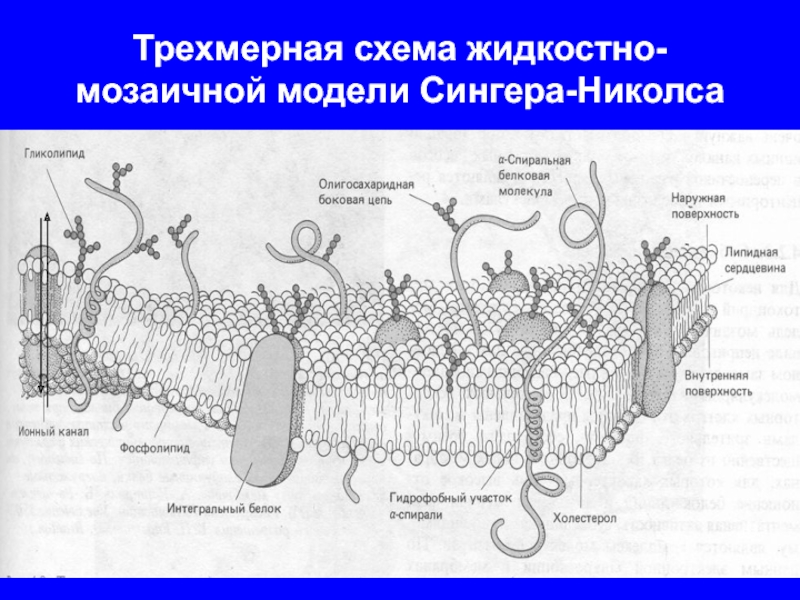 Модель мембраны клетки. Жидкостно-мозаичная модель строения плазматической мембраны. Схему жидкостно-мозаичной модели строения клеточной мембраны. Жидкостно мозаичная модель Сингера Николсона. Жидко мозаичная модель плазматической мембраны.