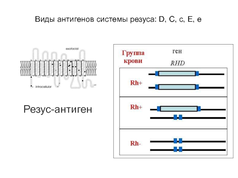 Резус-антигенВиды антигенов системы резуса: D, C, c, E, e