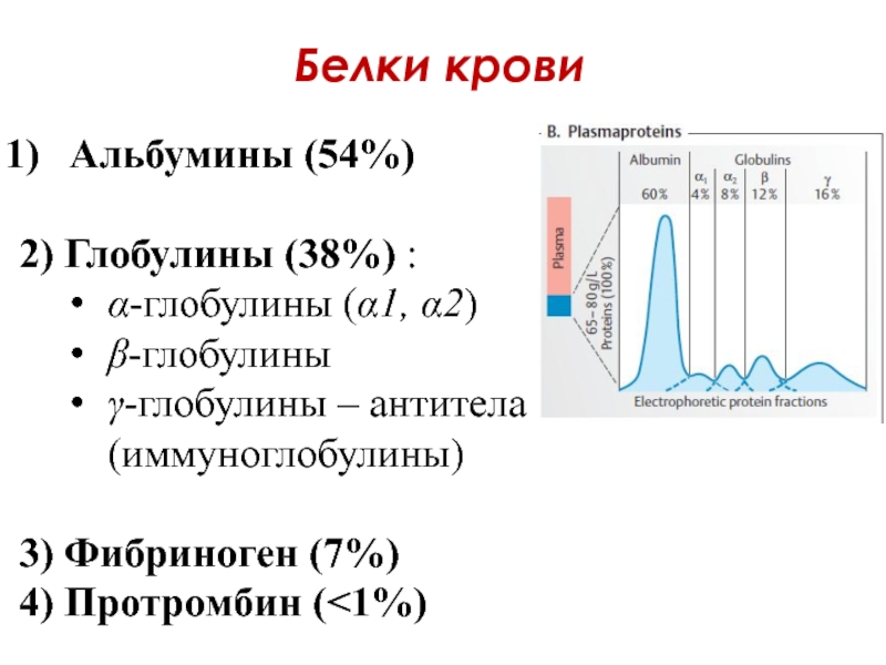 Белки кровиАльбумины (54%) 2) Глобулины (38%) :α-глобулины (α1, α2)β-глобулиныγ-глобулины – антитела