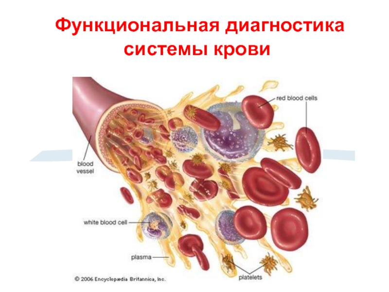 Функциональная диагностика системы крови